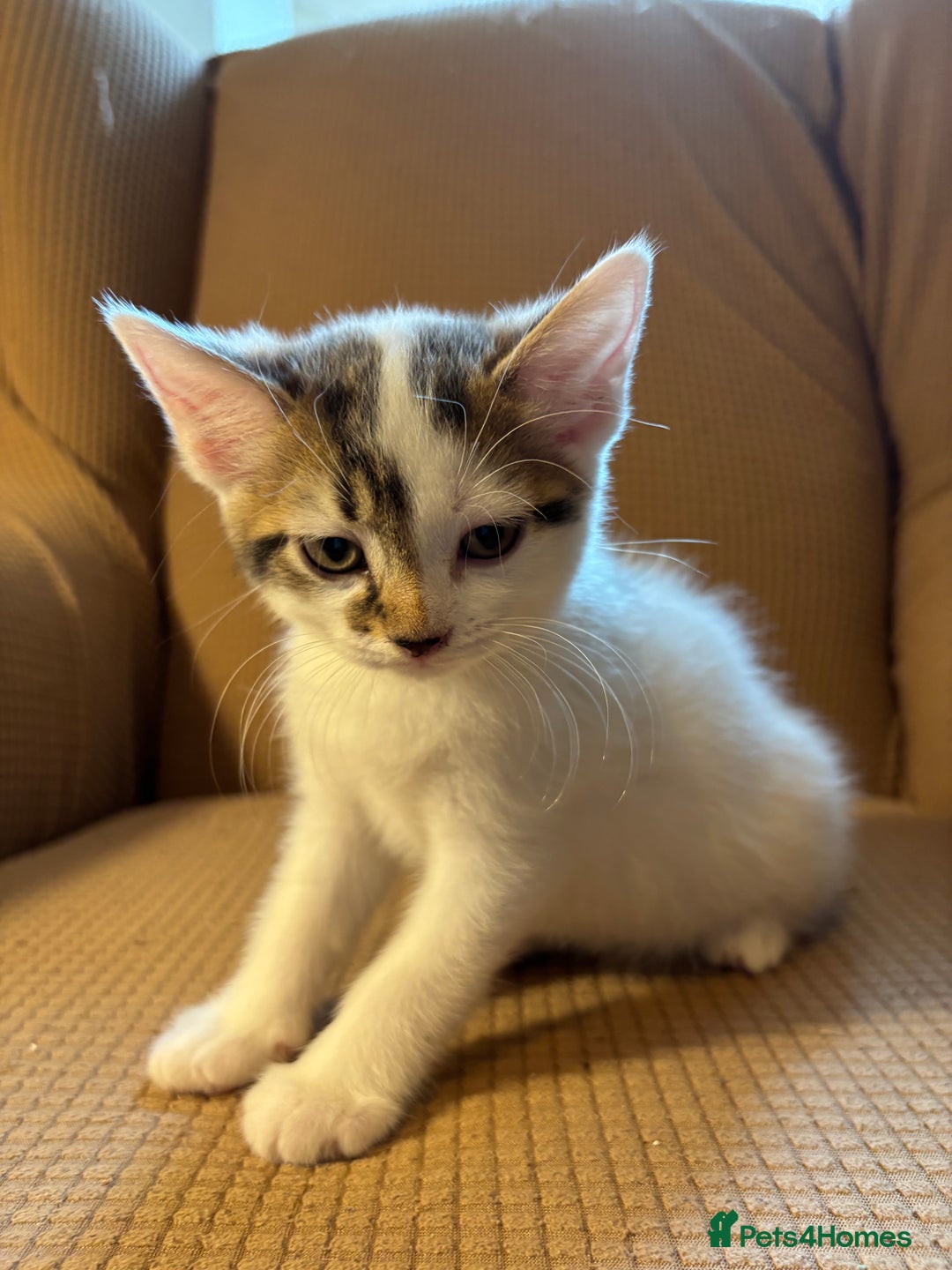 Mixed Breed cats for sale: Adorable mixed breed kittens in Kent! - Image 11