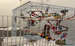 Lovebirds birds for sale: Lovebird, cages, birdstand and food for sale  - Image 5
