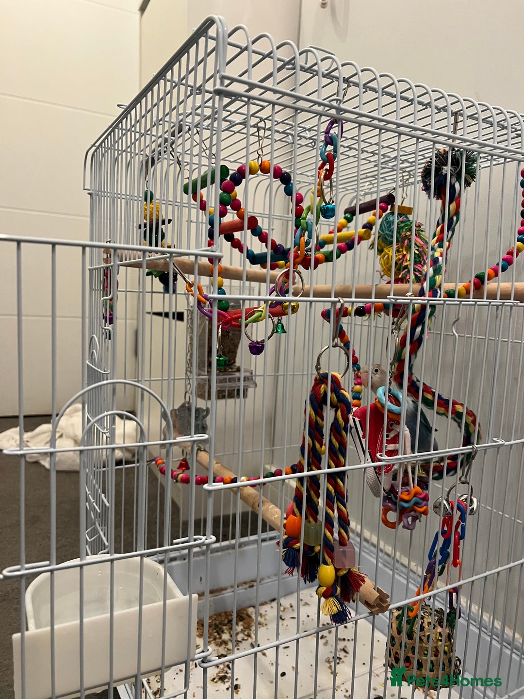 Lovebirds birds for sale: Lovebird, cages, birdstand and food for sale  - Image 5