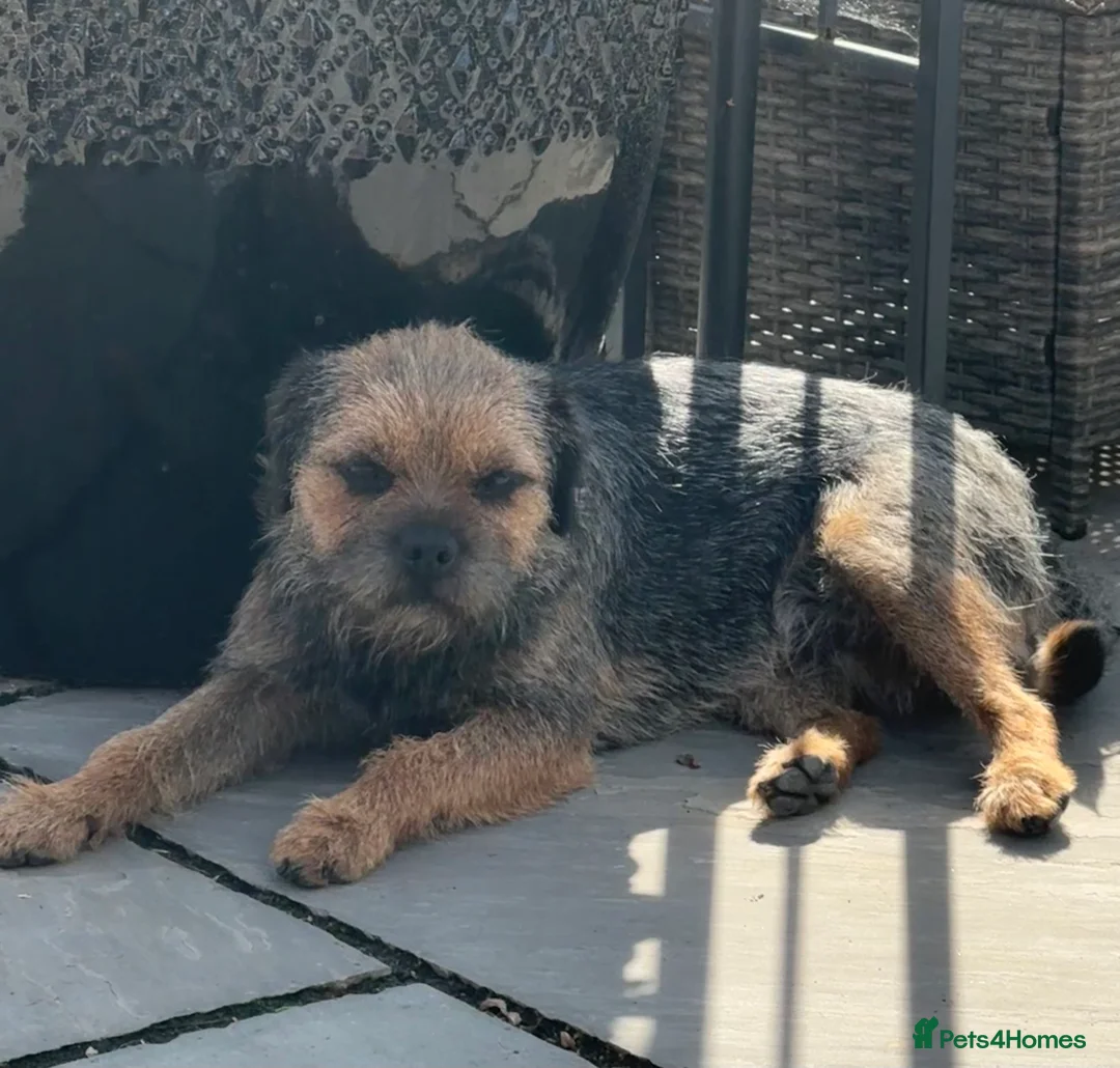 Border Terrier dogs for stud: Border for Stud  in Gravesend - Advert 7