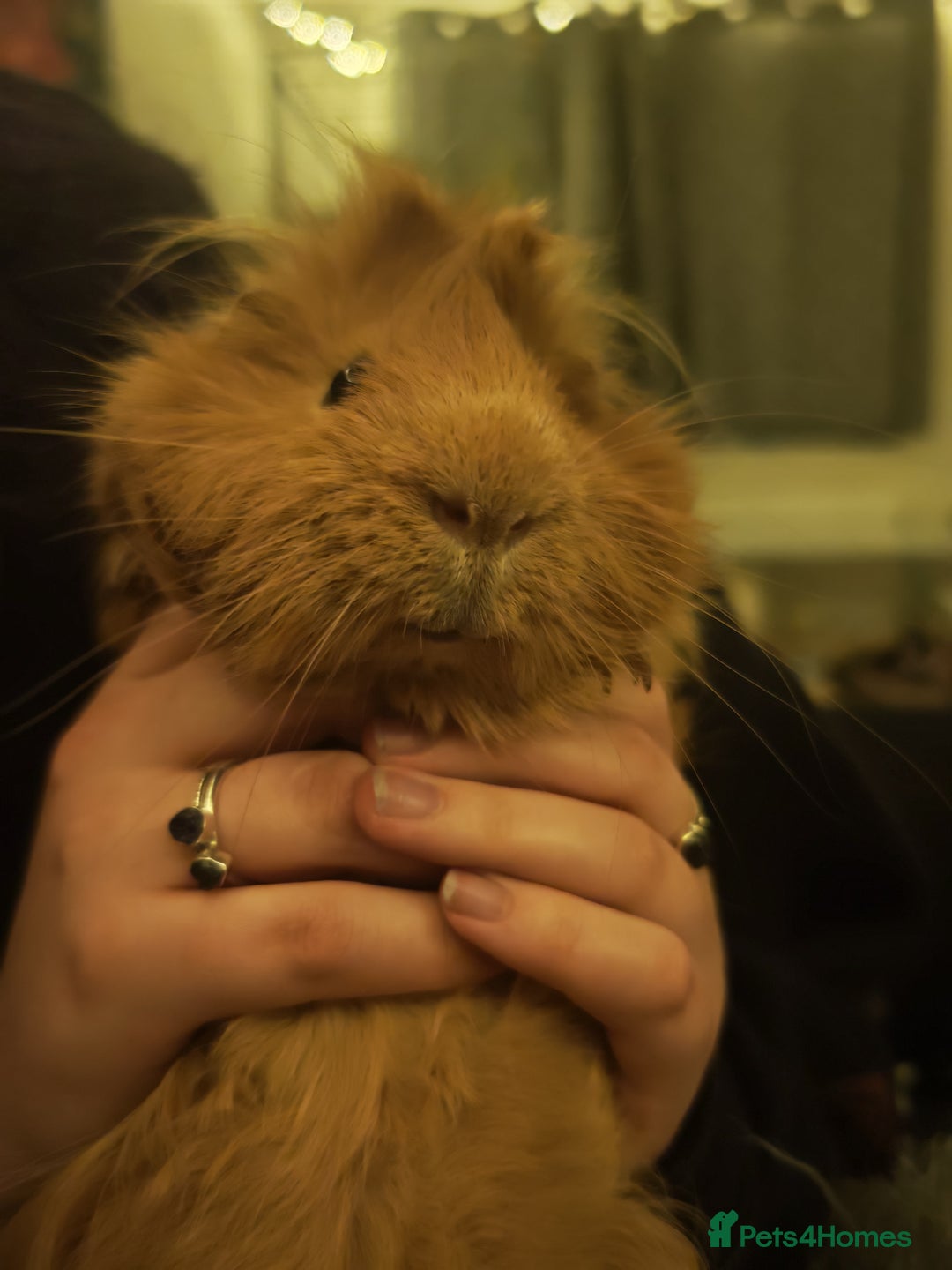 Guinea Pig rodents for sale: 5x male guinea pig  - Advert 2