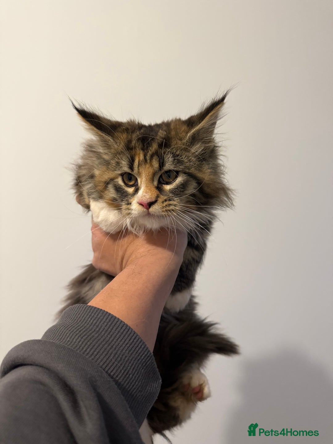 Maine Coon cats for sale: Maine Coon kitties - Advert 5