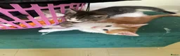Mixed Breed cats for sale: Beautiful Kittens for Sale - Advert 29