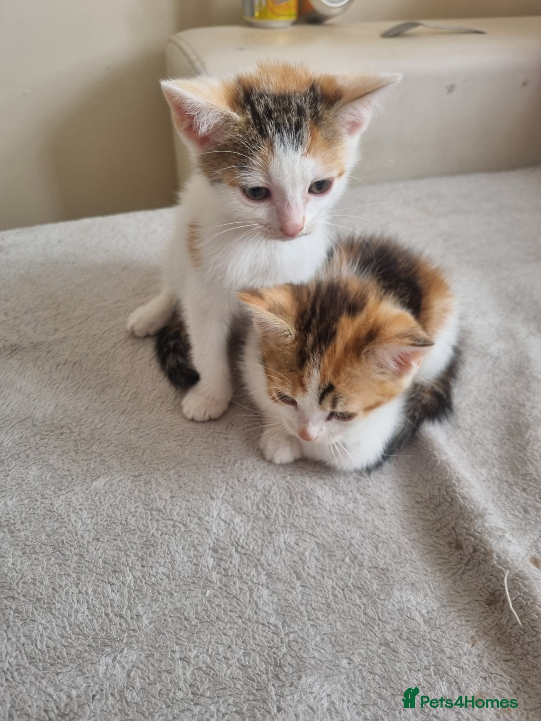 Mixed Breed cats for sale: Kittens  - Image 4