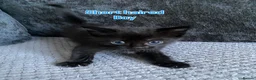 Mixed Breed cats for sale: Long haired and short haired kittens  - Advert 5