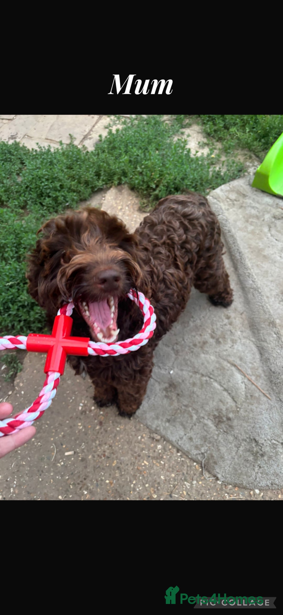 Cockapoo dogs for sale: Cockerpoo pups for sale - Image 4