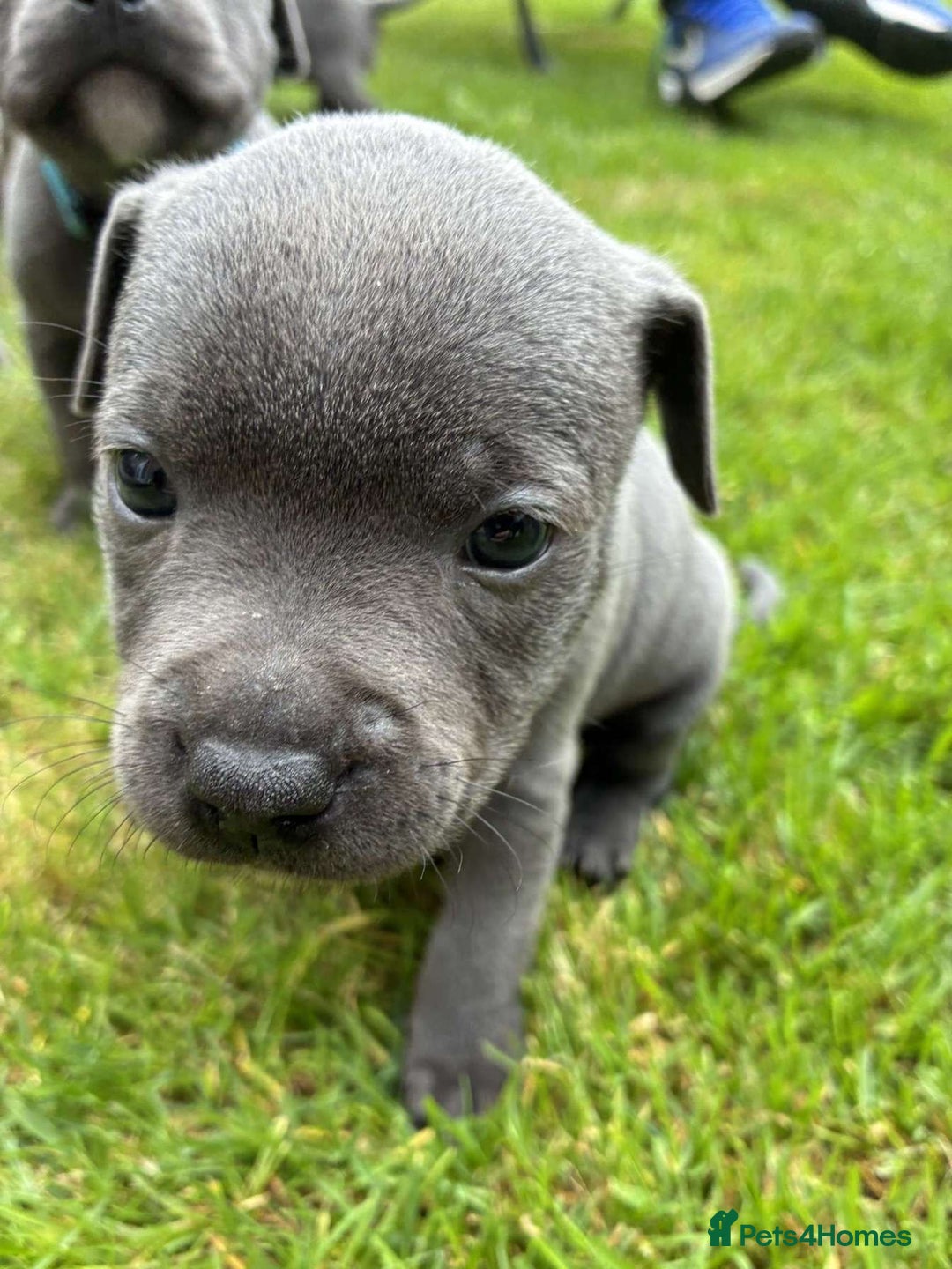 Staffordshire Bull Terrier dogs for sale: Blue Staffordshire Bull Terrier Puppies KC reg - Image 7