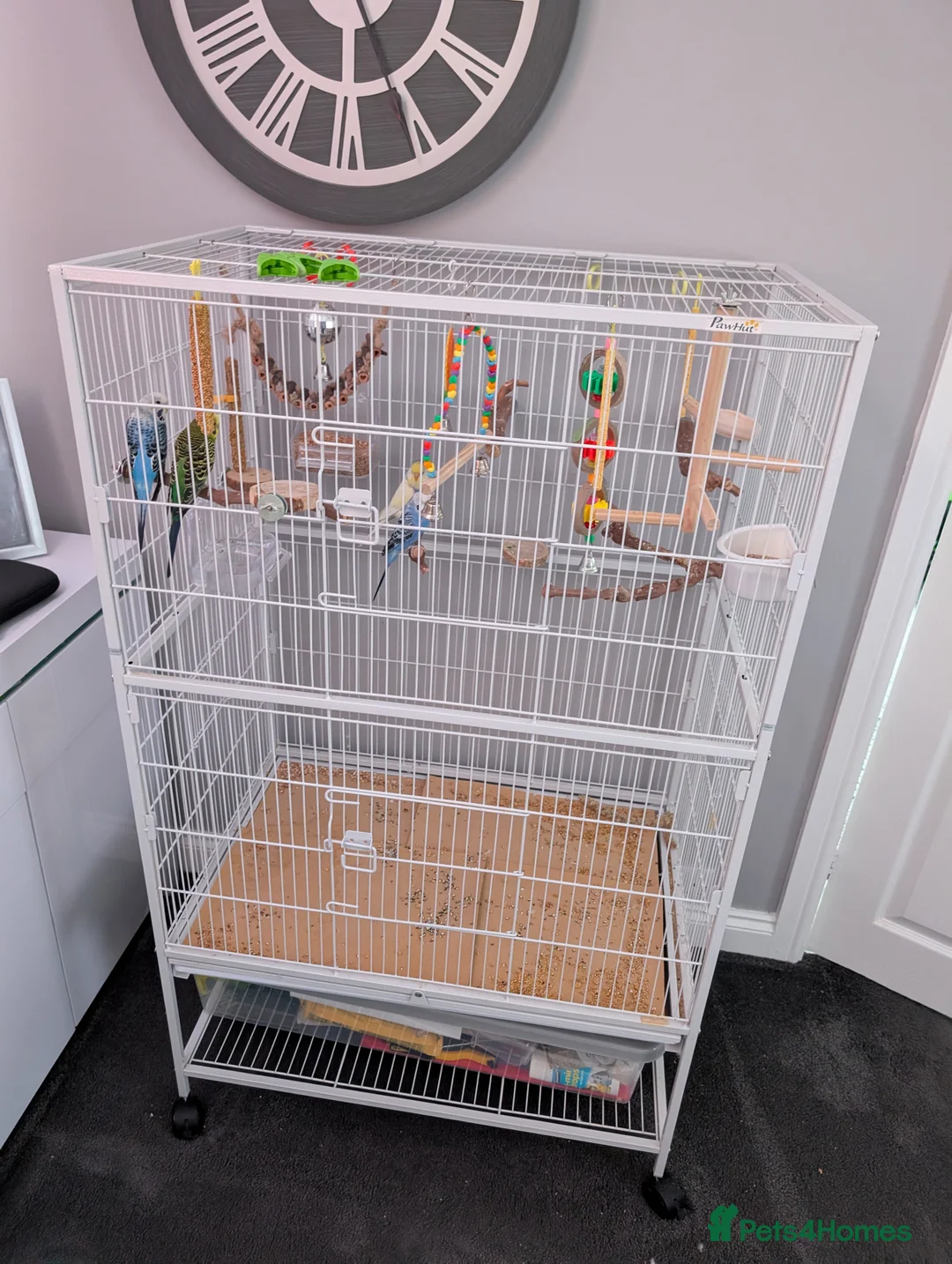 Budgerigars birds for sale: 4 budgies and cage  in Sheffield - Advert 8