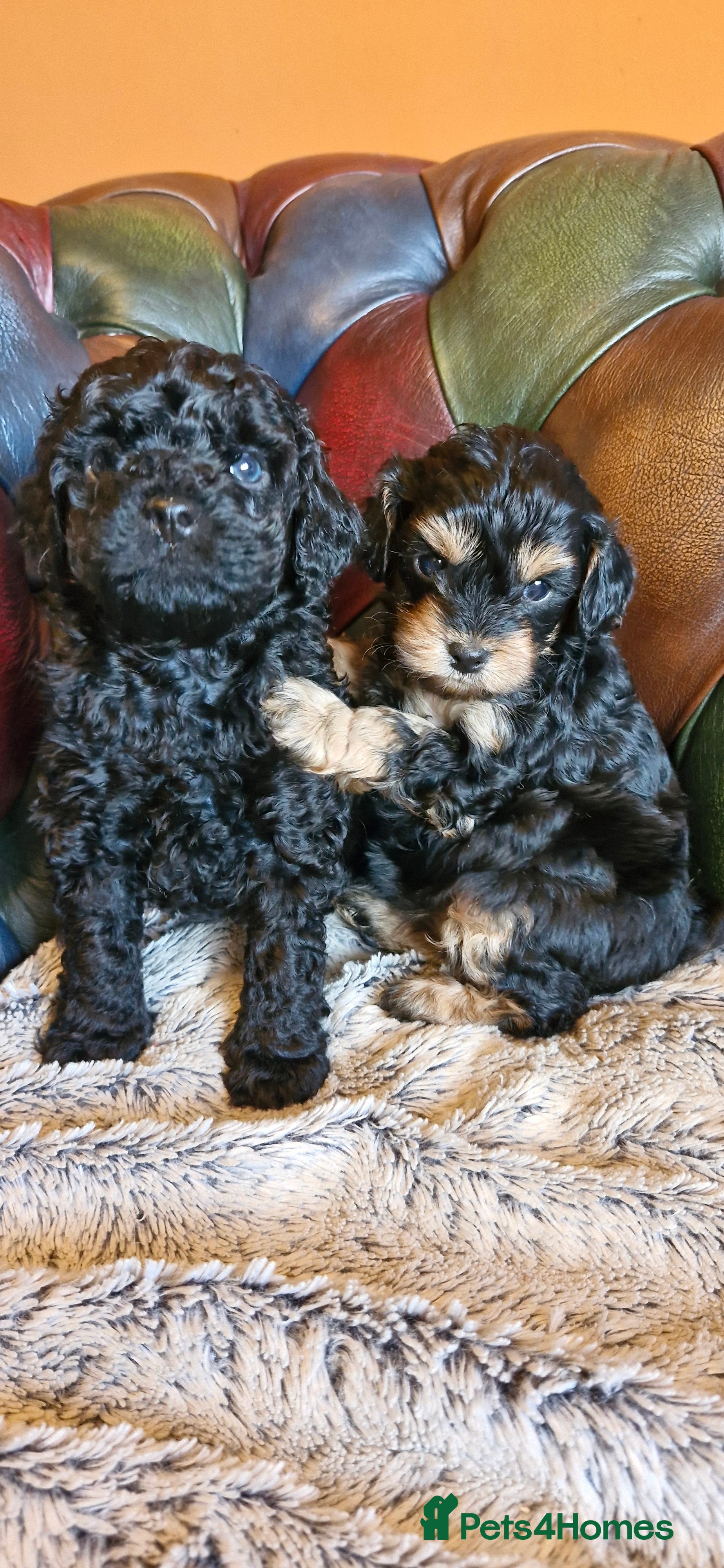 Cavapoo dogs Gorgeous F1b Cavapoo puppys Health tested parents  - Advert 8