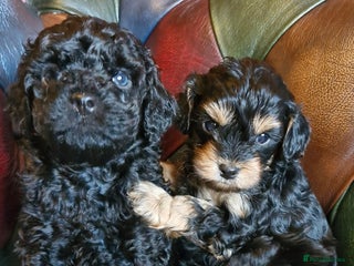 Cavapoo dogs Gorgeous F1b Cavapoo puppys Health tested parents - Advert 8