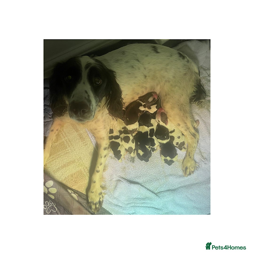 English Springer Spaniel dogs KC Working Line Springer Litter Confirmed  - Advert 4