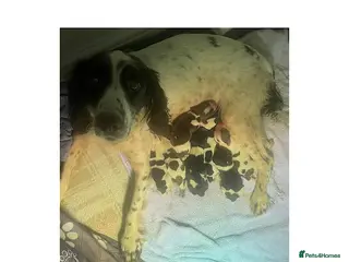 English Springer Spaniel dogs KC Working Line Springer Litter Confirmed - Advert 4