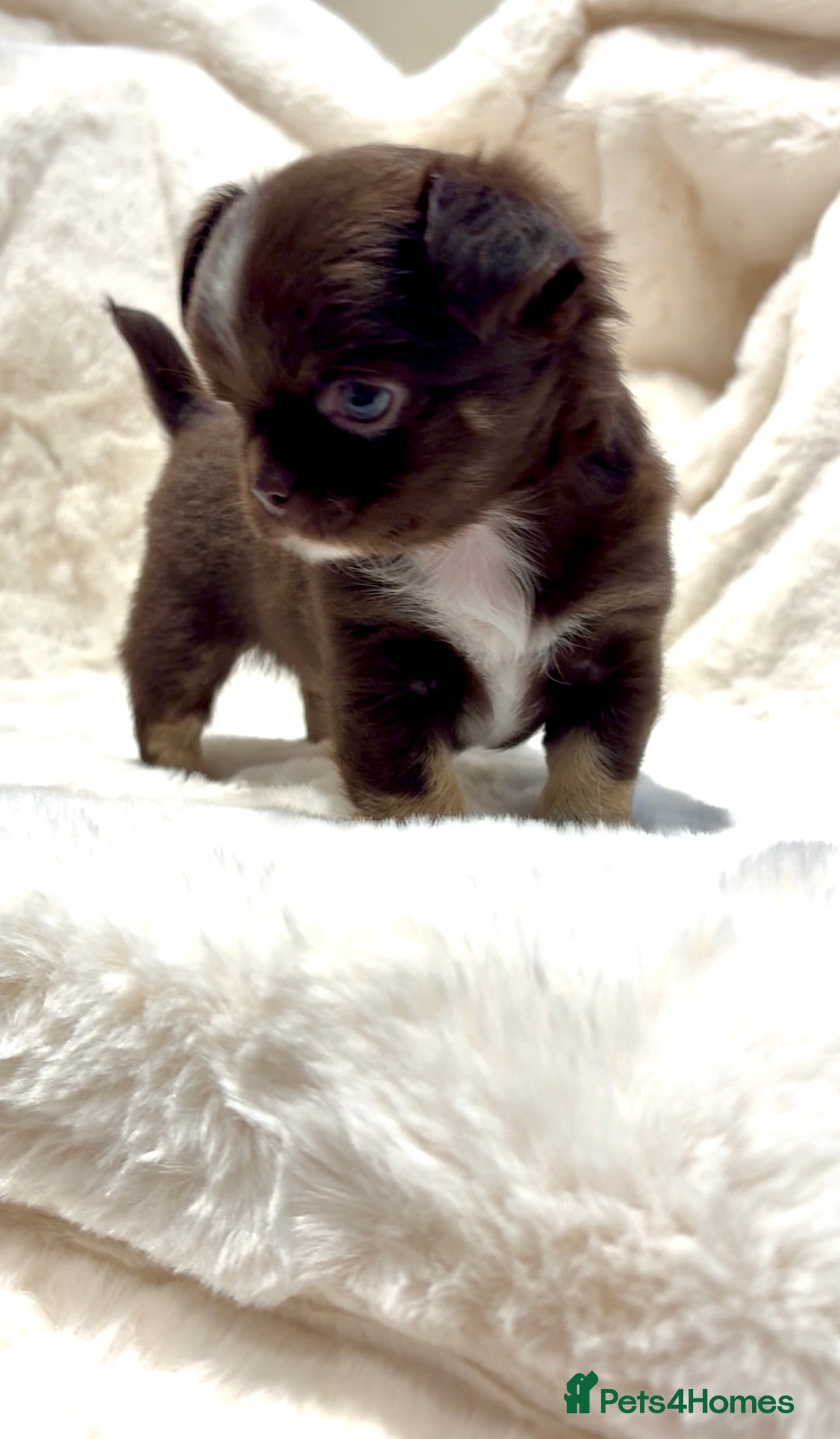 Chihuahua dogs for sale: QUALITY LONG COAT KC CHIHUAHUA PUPPIES  - Advert 23
