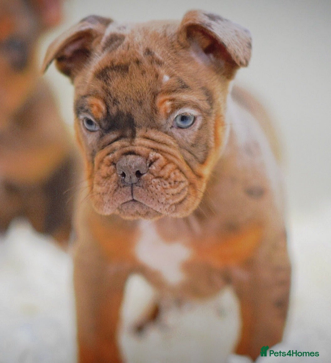 Olde English Bulldogge dogs 23 years experience 5⭐️Rated licensed  - Advert 4