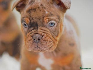 Olde English Bulldogge dogs 23 years experience 5⭐️Rated licensed - Advert 4