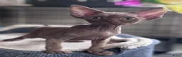 Devon Rex cats for sale: Pedigree Devon Rex Kittens  - Advert 7