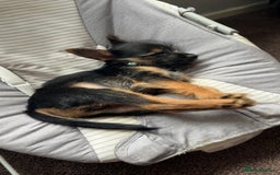 Mixed Breed dogs for sale: Chorkie Puppy  - Advert 3