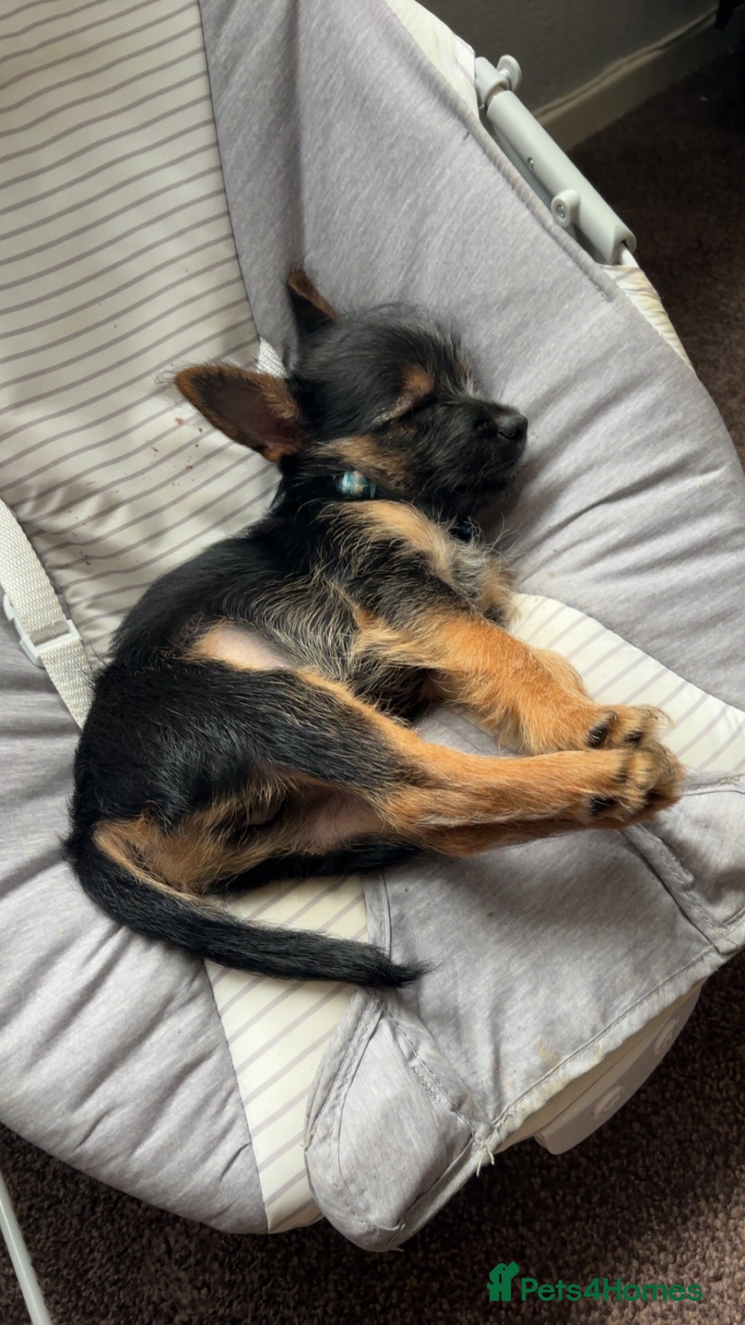 Mixed Breed dogs for sale: Chorkie Puppy  - Advert 3