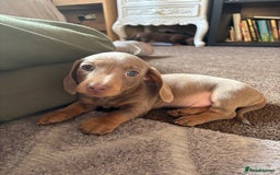 Miniature Dachshund dogs for sale: ❤️❤️⭐️Miniature dachshund⭐️❤️❤️ - Image 17