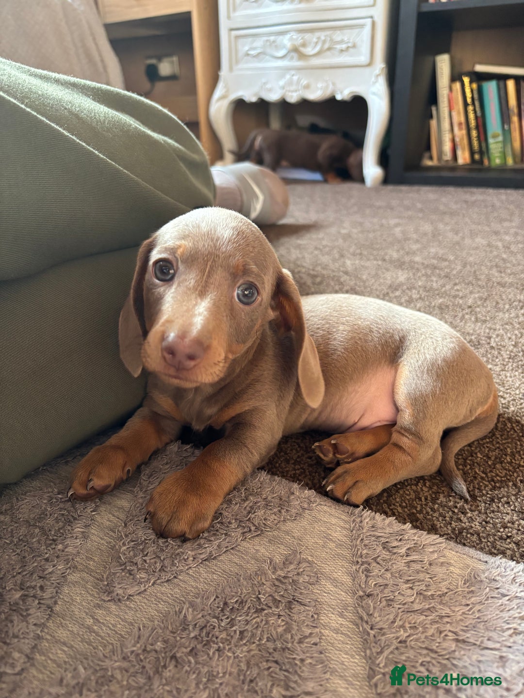 Miniature Dachshund dogs for sale: ❤️❤️⭐️Miniature dachshund⭐️❤️❤️ - Image 17