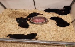 Rottweiler dogs for sale: quickly rottweiler puppy - Image 5