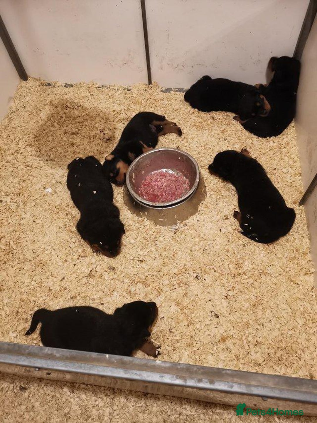 Rottweiler dogs for sale: quickly rottweiler puppy - Image 5