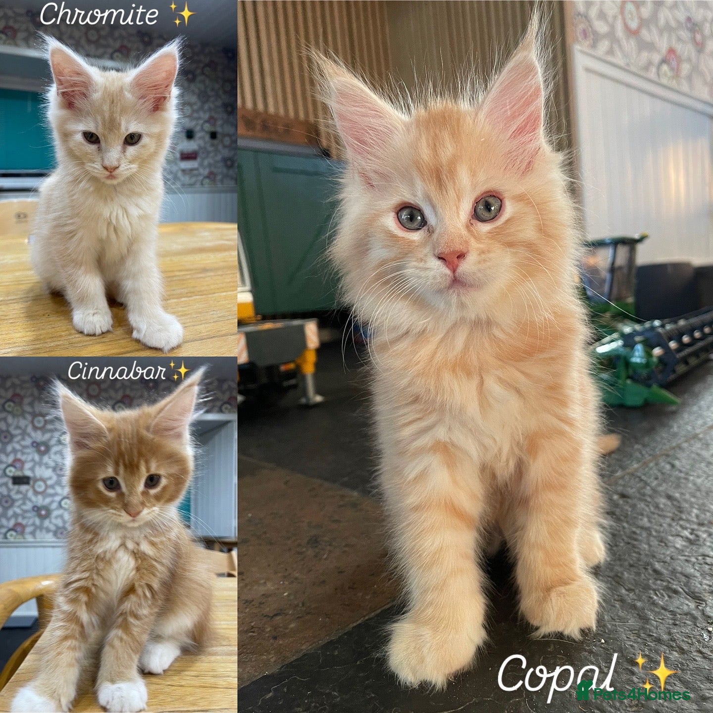 Kitten Rescue Fiv Cat Rescue Near Me Fiv Rescue Clearance