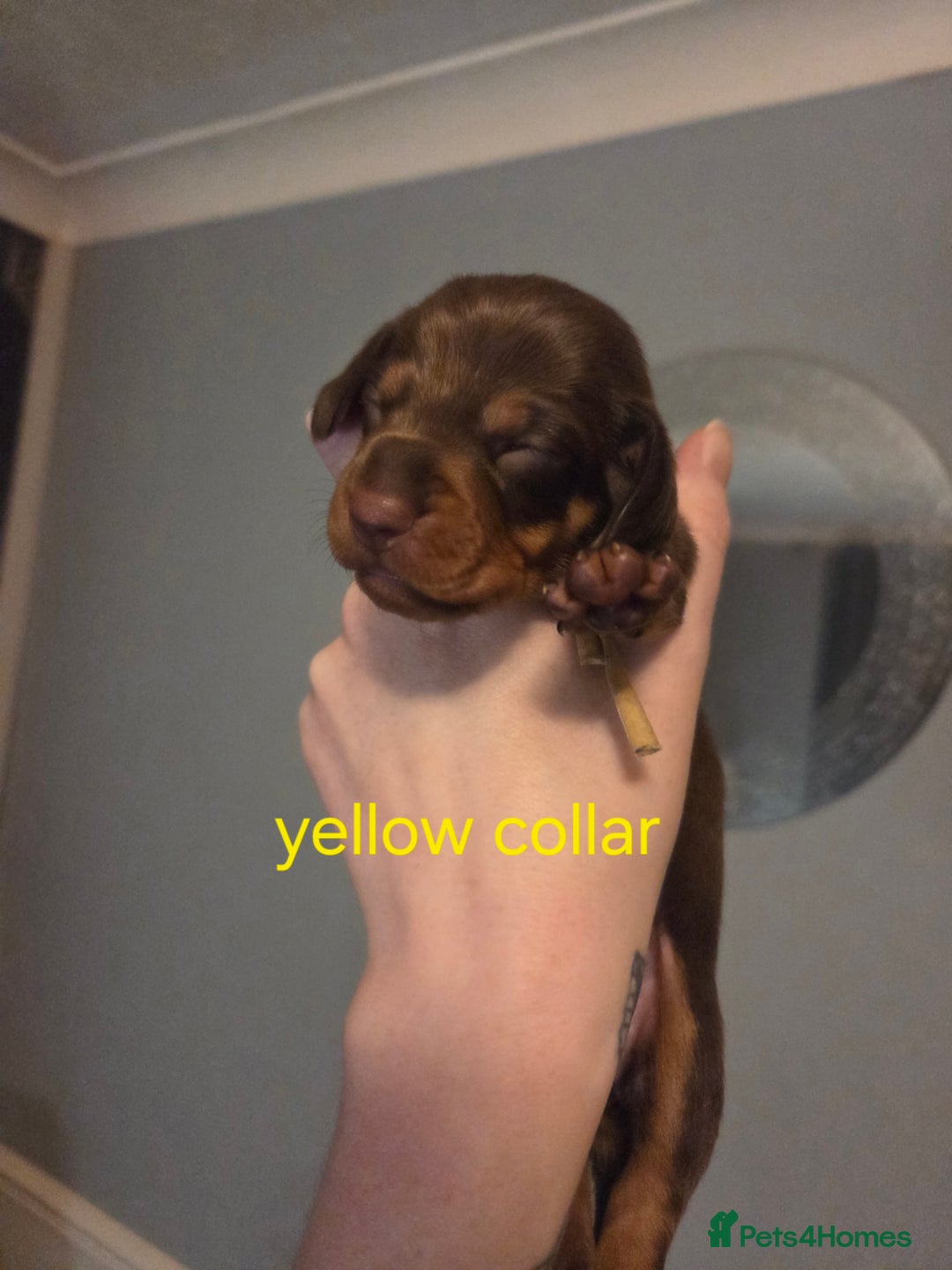 Miniature Dachshund dogs for sale: 5 miniature dachshund for sale - Advert 3