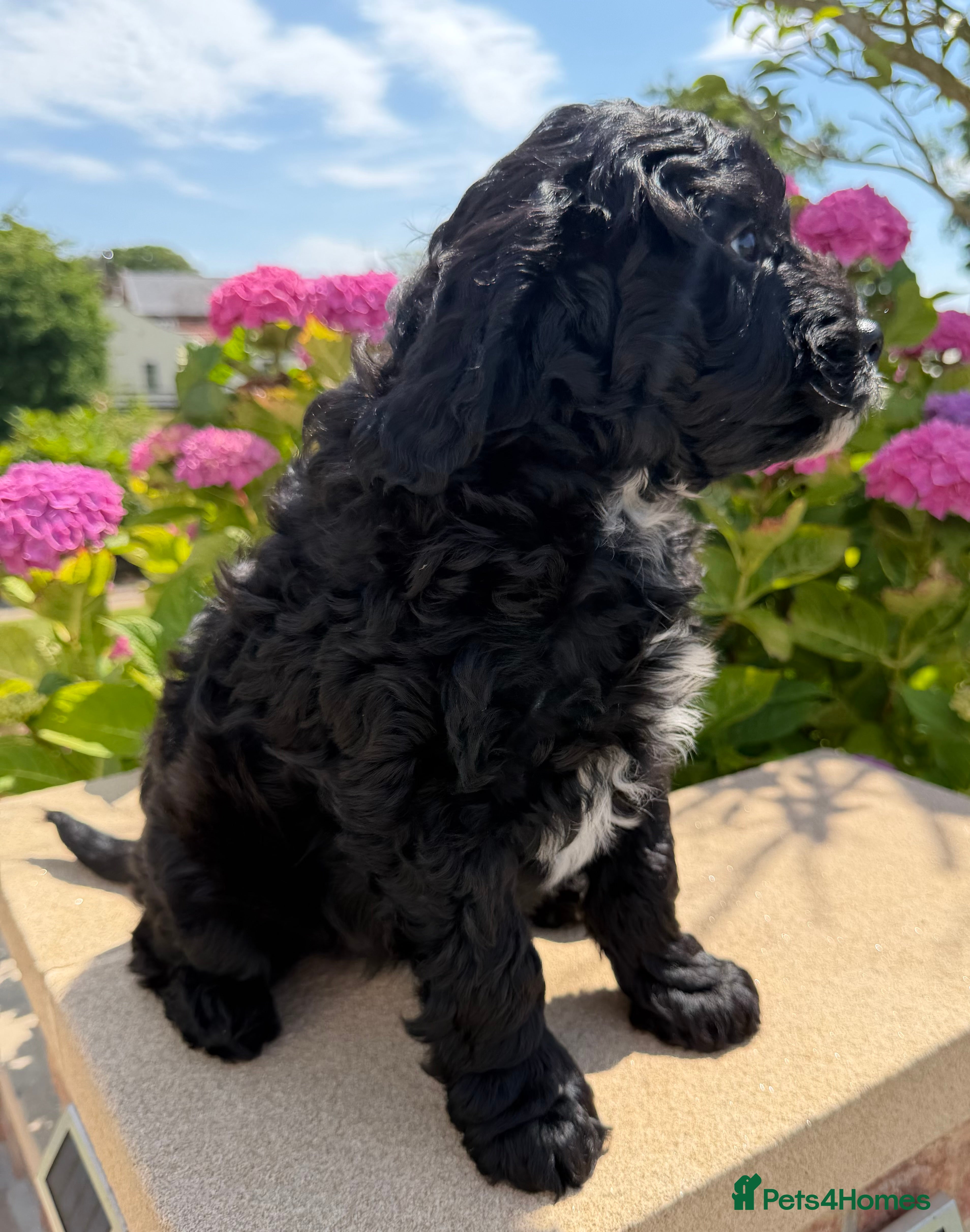 Australian Labradoodle dogs Miniature Australian Labradoodle Puppies  - Advert 2