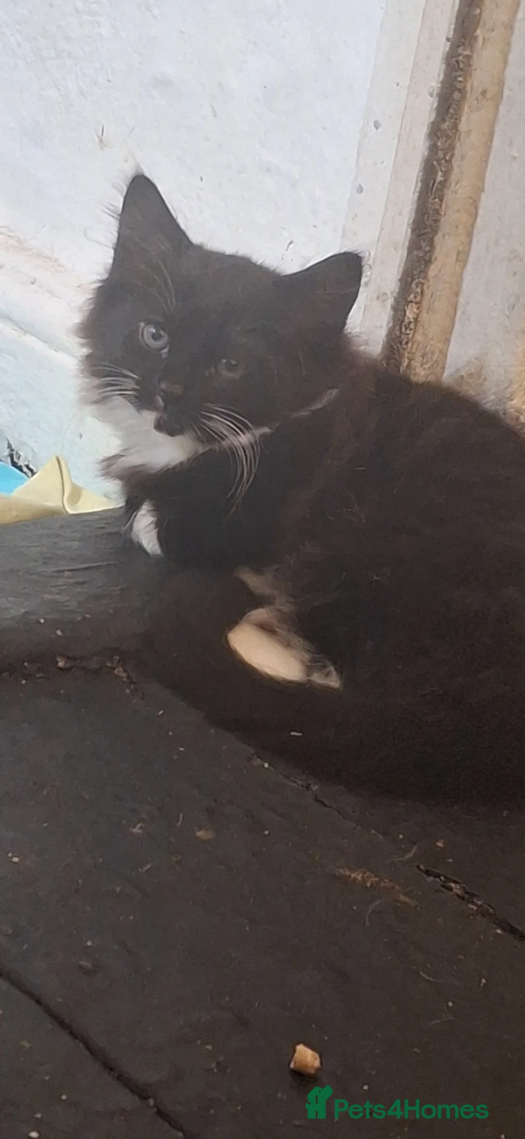 Mixed Breed cats for sale: Two kittens available today  - Advert 2