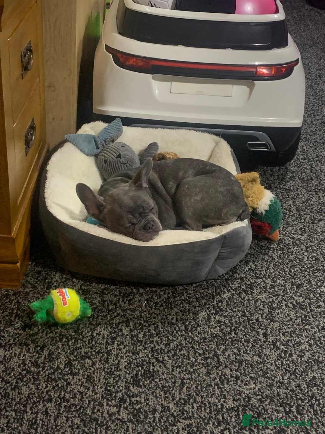 French Bulldog dogs for sale: Blue female French bulldog 2years old - Image 16