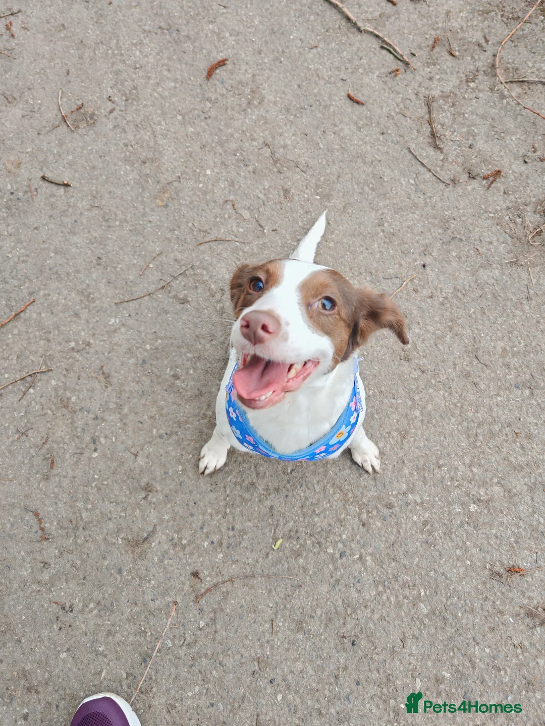 Mixed Breed dogs for sale: Looking for a forever home - Advert 1