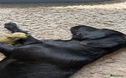 Labrador Retriever dogs for sale: Labrador male - 8 months  - Image 4