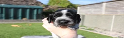 Cocker Spaniel dogs for sale: Beautiful Show Cocker Spaniels - Advert 5