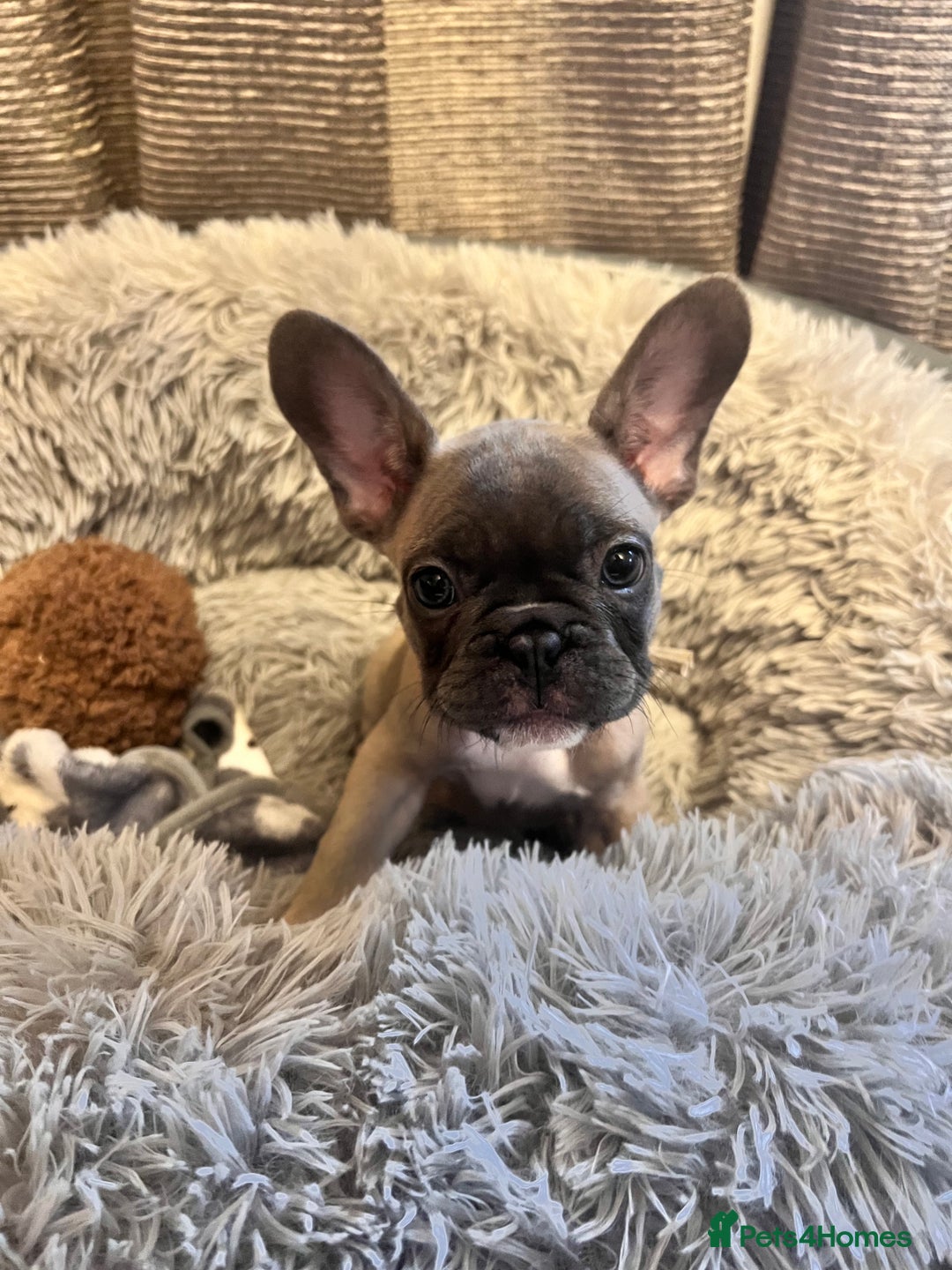 French Bulldog dogs for sale: Little girl looking for her own family 🏡❤️ - Advert 1