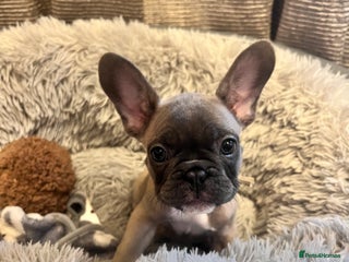 French Bulldog dogs Little girl looking for her own family 🏡❤️ - Advert 1