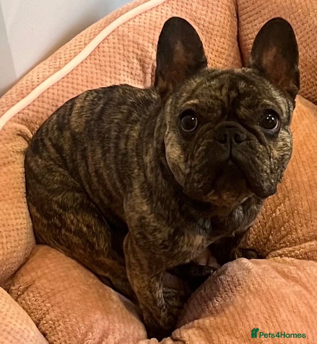 French Bulldog dogs for sale: Beautiful female Frenchie  - Image 5