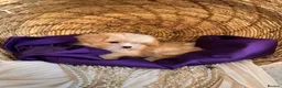 Yorkshire Terrier dogs for sale: BEAUTIFUL GOLDDUST YORKSHIRE TERRIER PUPPIES - Advert 9