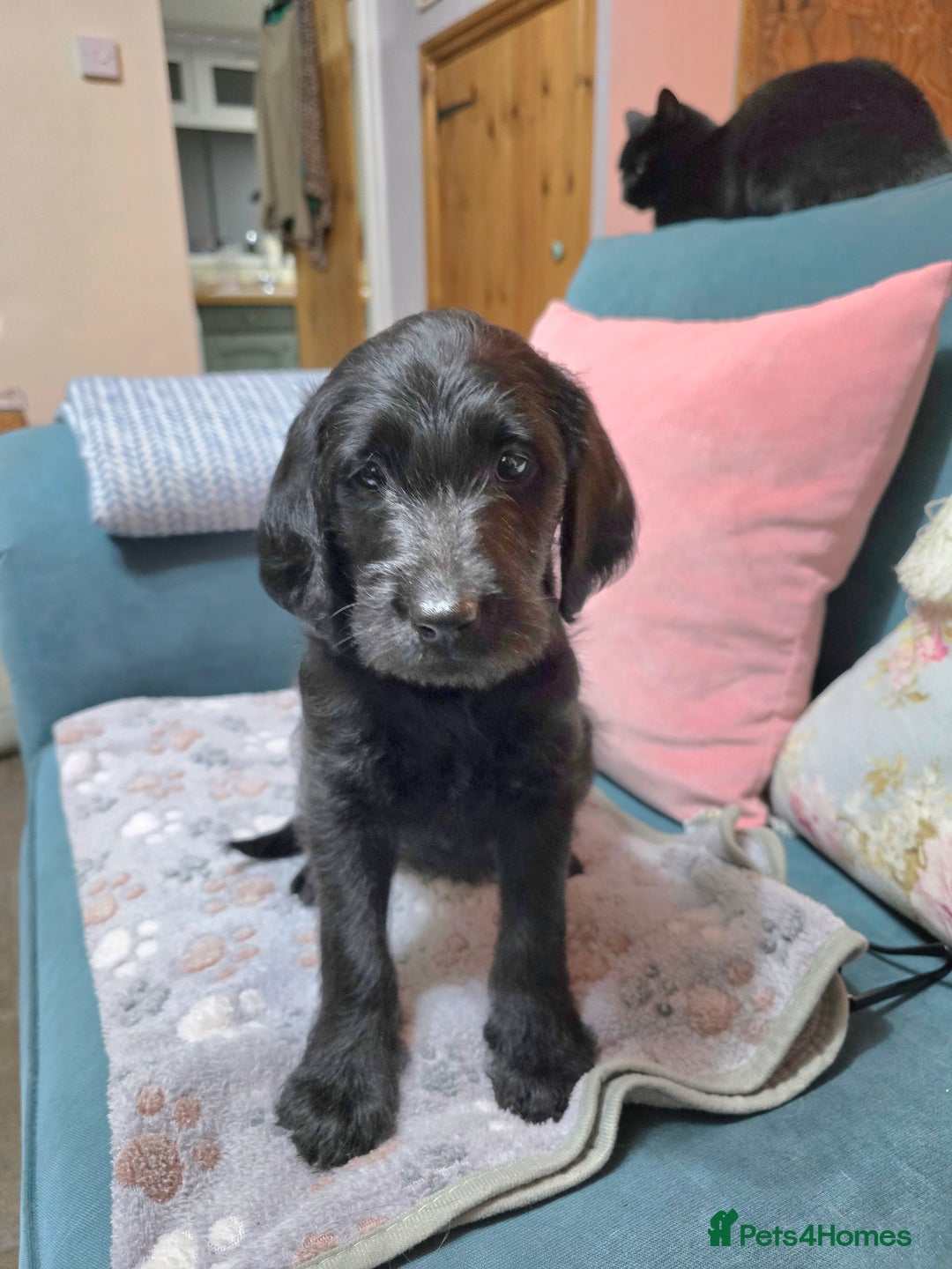 Labradoodle dogs for sale: Only one gorgeous girl left - Advert 6