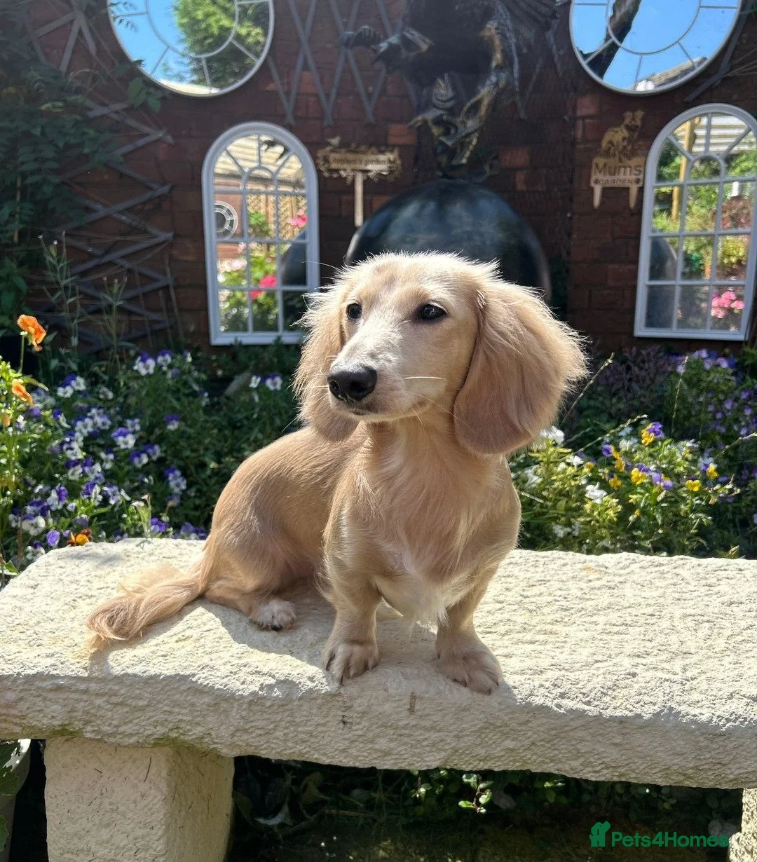 Miniature Dachshund dogs for sale: KC Miniature dauschund puppy - Advert 8