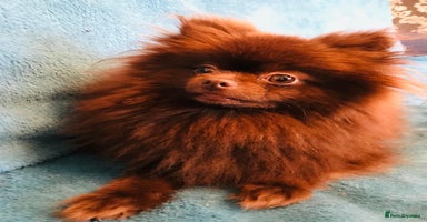 Pomeranian dogs - Advert 3