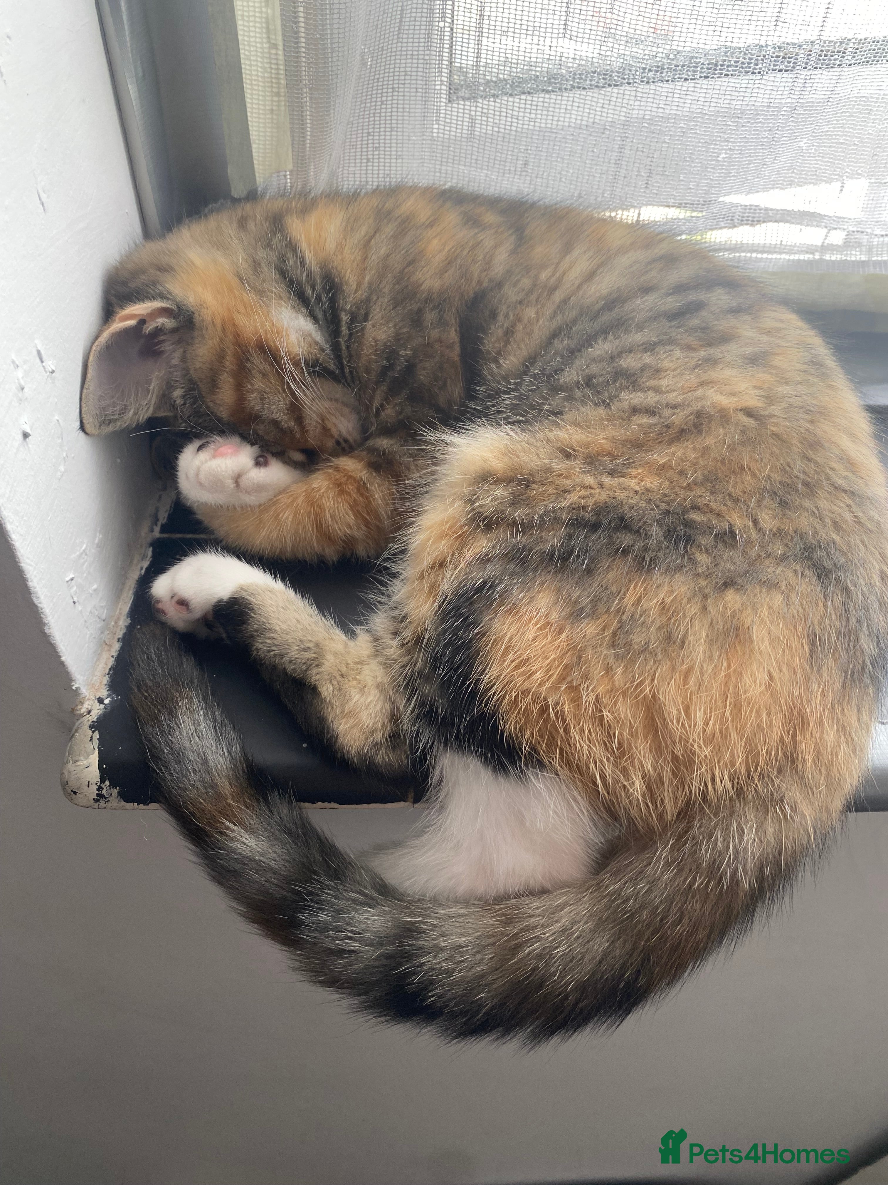 Mixed Breed cats Girl tabby cat £20  - Advert 1