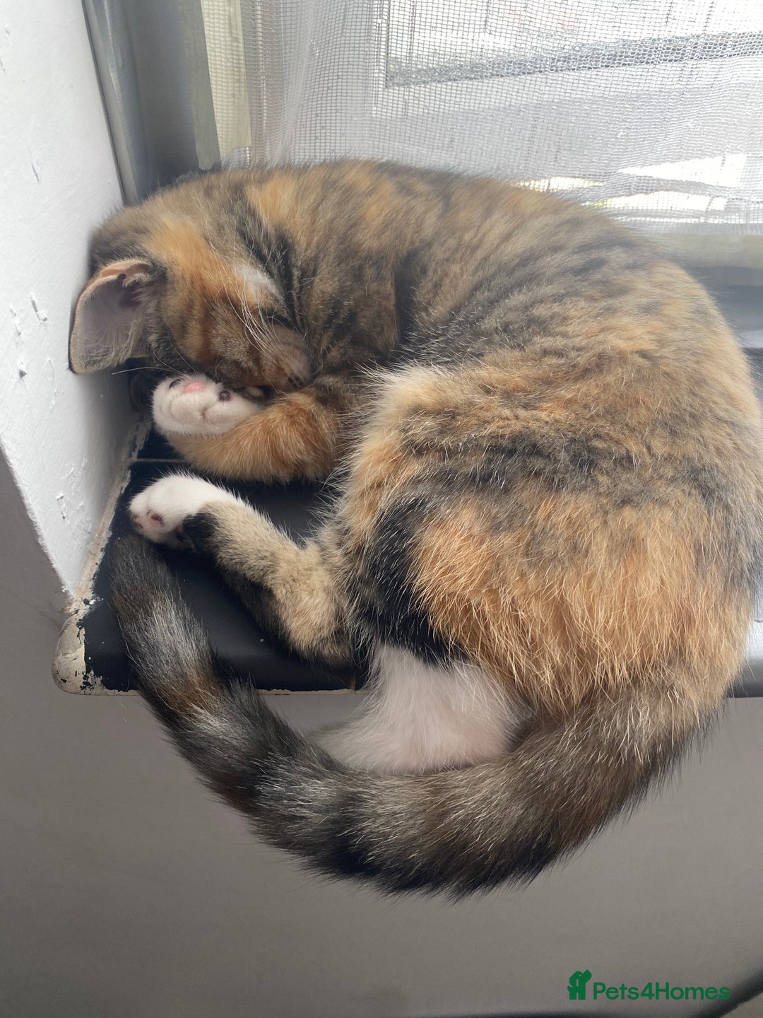 Mixed Breed cats for sale: Girl tabby cat £20  - Advert 1