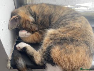 Mixed Breed cats Girl tabby cat £20 - Advert 1