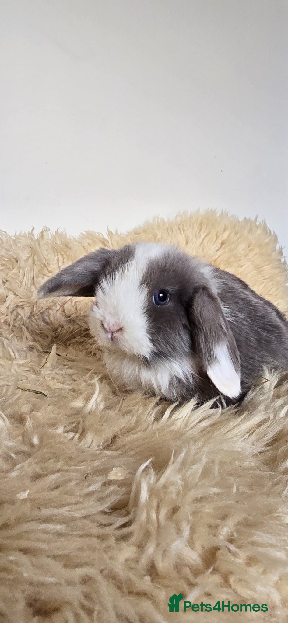 Mini Lop rabbits Mini lop bunnies for sale  - Advert 16