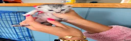 Maine Coon cats for sale: 🐾 Beautiful Maine Coon Kittens  in Boston - Advert 5