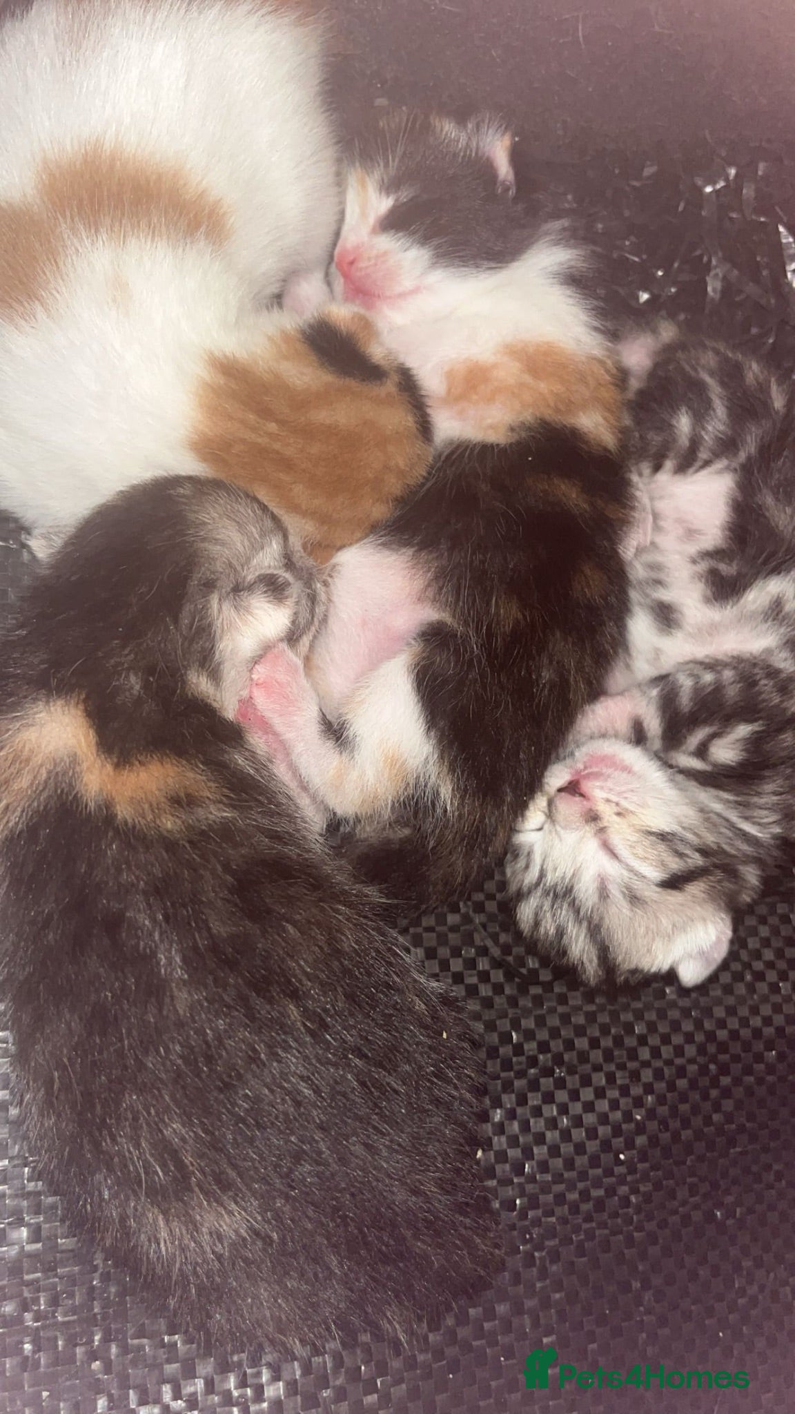 Mixed Breed cats Kittens 5 months old free - Advert 1