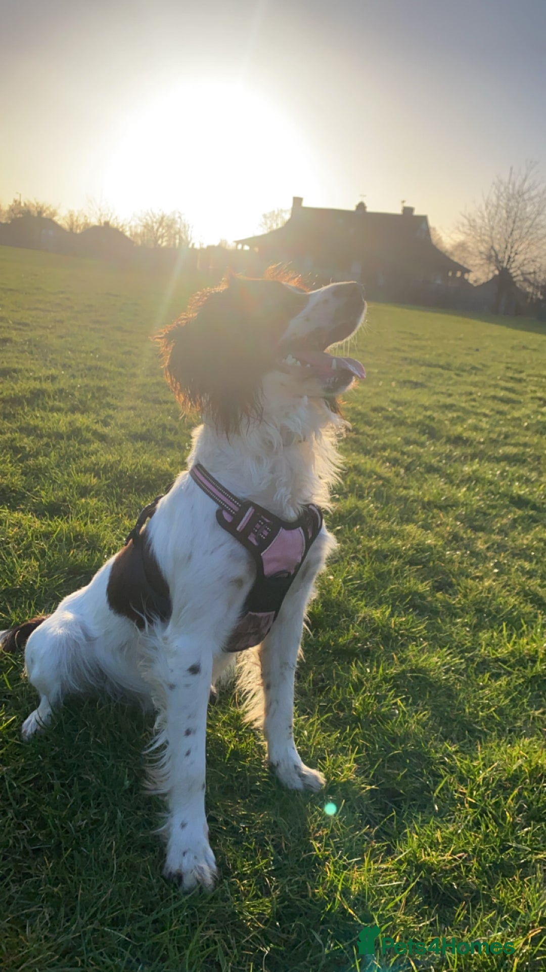 Sprocker dogs for sale: Beautiful Sprocker puppies for sale - Image 13