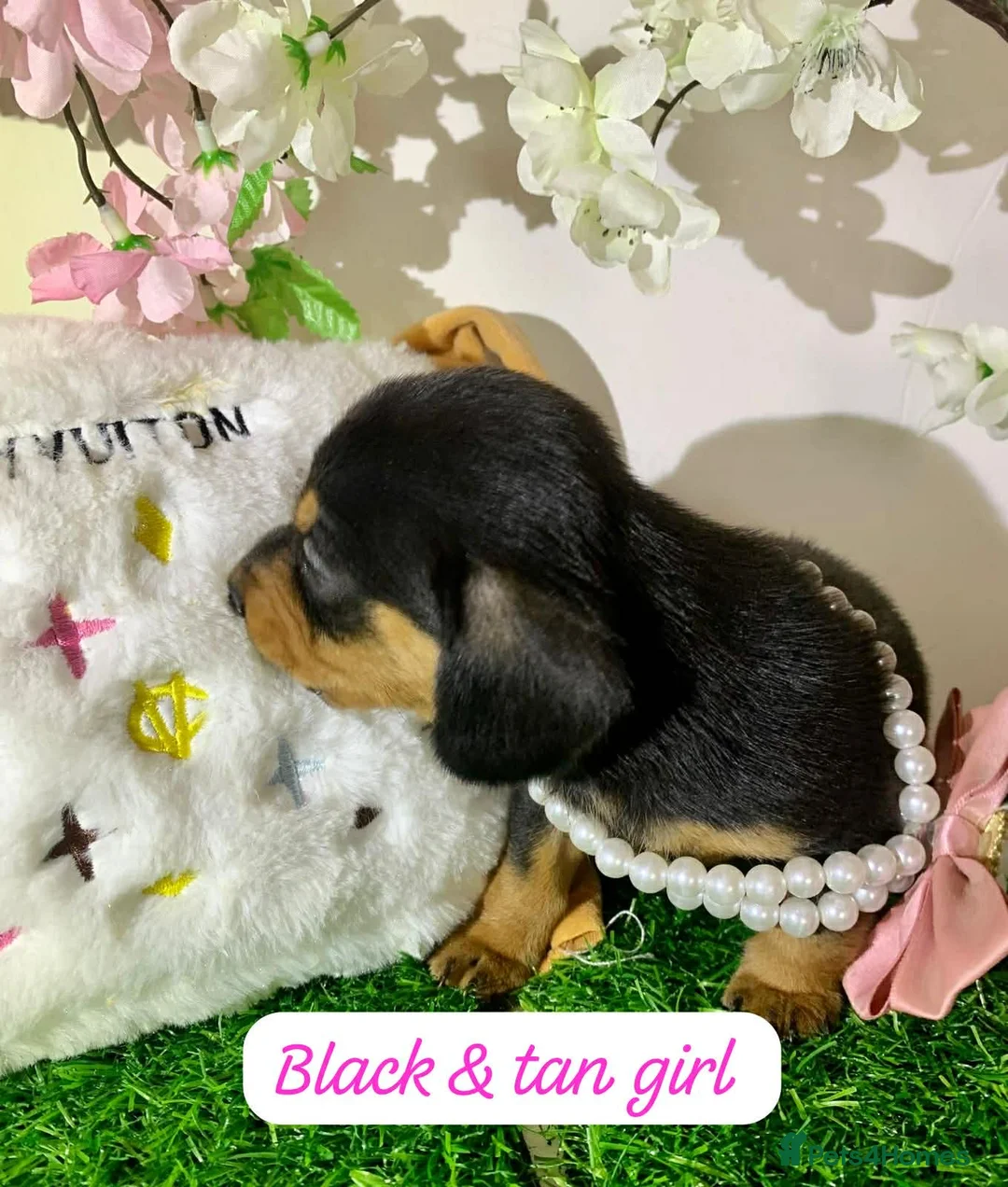 Miniature Dachshund dogs for sale: Miniature dashund puppies  - Advert 4