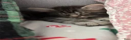 Maine Coon cats for sale: Maine coon cross - Advert 9